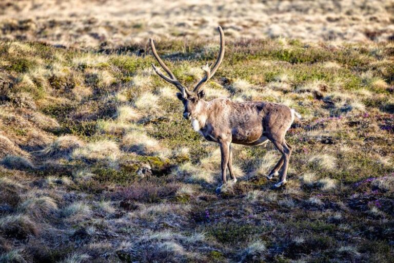 Tundra og Dyreliv | Kangerlussuaq | Vest Grønland - Billede 3