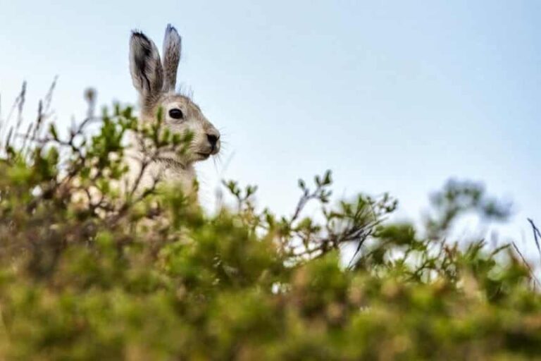 Tundra og Dyreliv | Kangerlussuaq | Vest Grønland - Billede 4