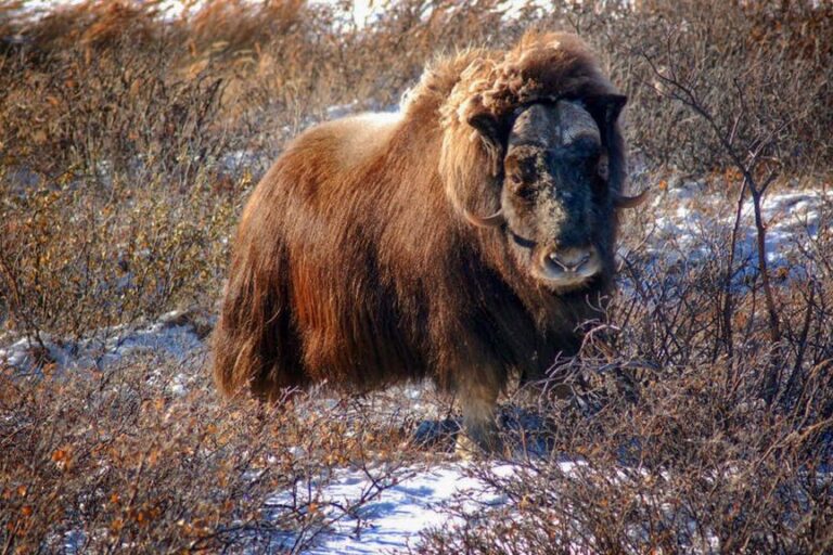 Tundra og Dyreliv | Kangerlussuaq | Vest Grønland - Billede 8