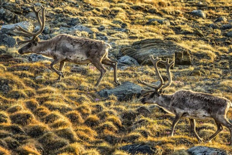 Tundra og Dyreliv | Kangerlussuaq | Vest Grønland - Billede 9