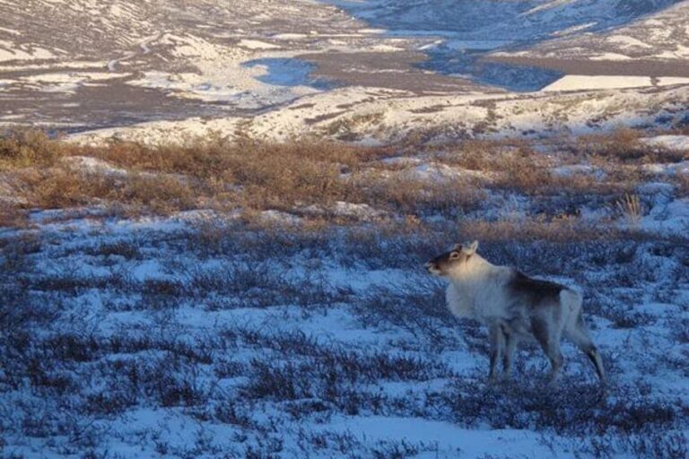 Tundra og Dyreliv | Kangerlussuaq | Vest Grønland - Billede 10