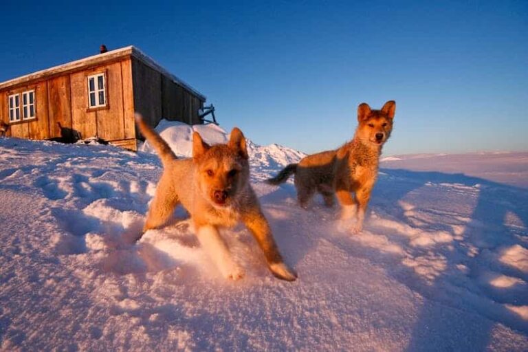 Unique World of the Inuit | Ittoqqortoormiit | East Greenland - Image 14