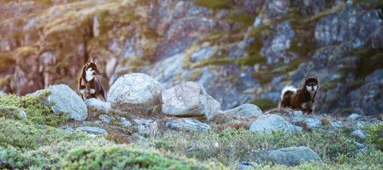 UTV Gletsjer ekspedition | Ilulissat - Ilimanaq | Diskobugten - Billede 7