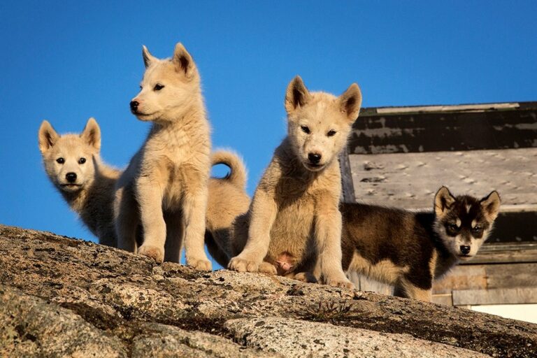 5 Day Greenland Highlights Tour | East Greenland - Image 5