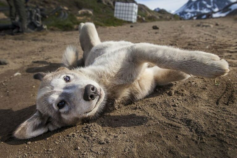 5 Day Greenland Highlights Tour | East Greenland - Image 10