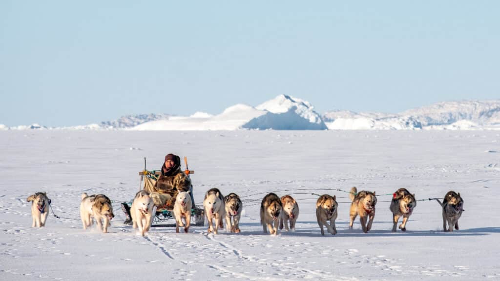 Musher guiding his sled dogs on the ice in Greenland