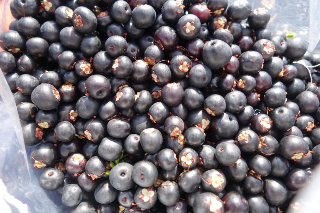 Crow berries