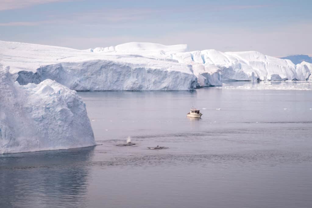 Water taxi near large icebergs