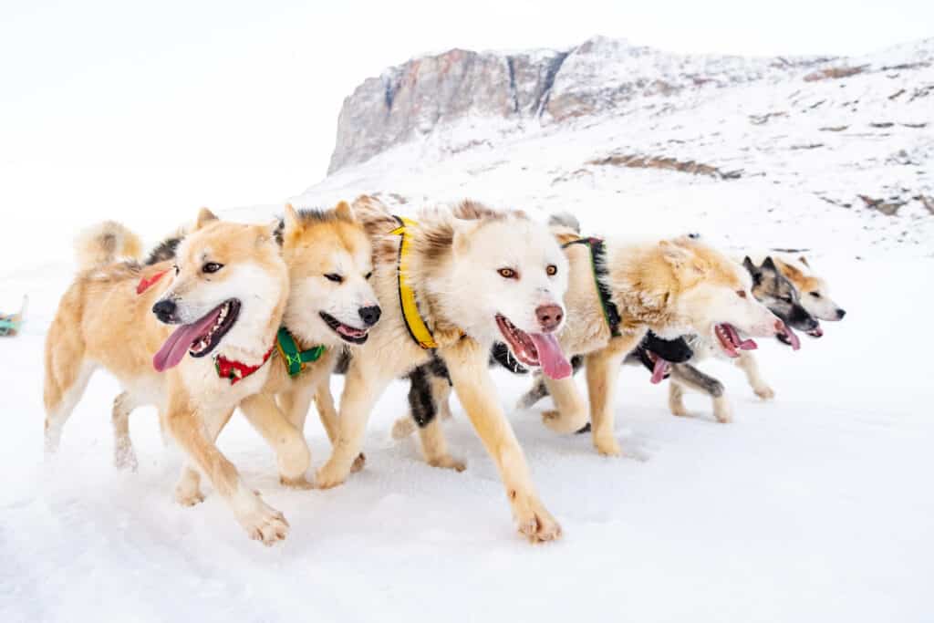 are greenland dogs good sled dogs