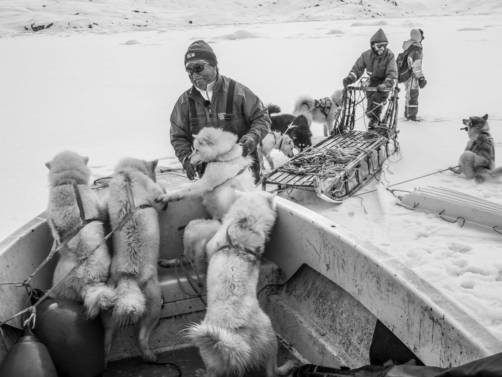 Unloading the sled dogs from a boat