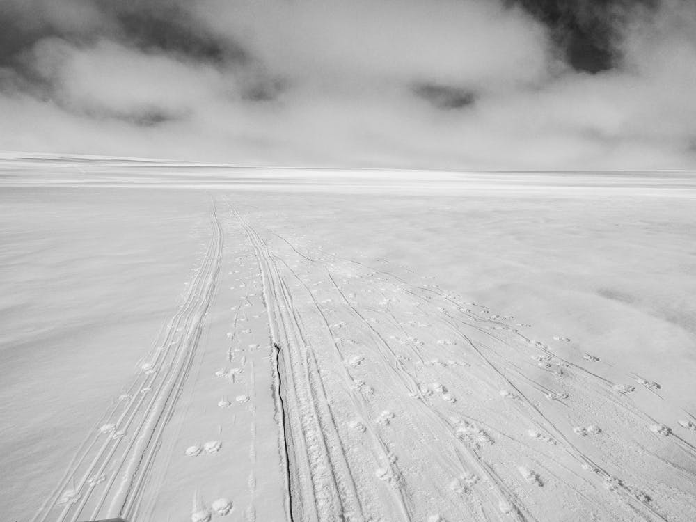 Trails of a dog sled and its sled dogs
