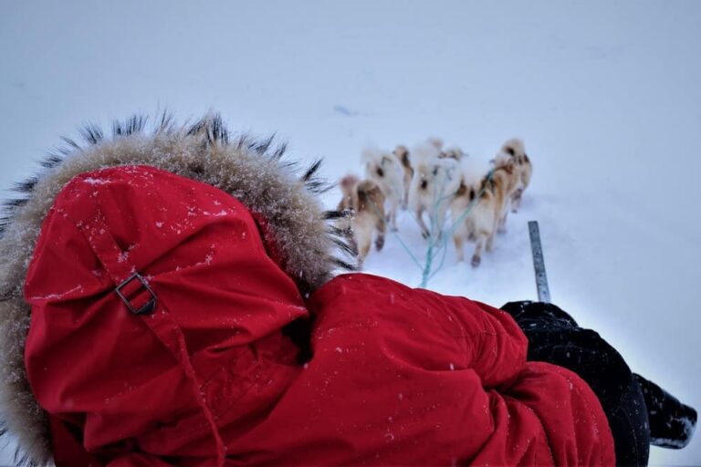 Dog Sled Express | Tasiilaq | East Greenland - Image 4