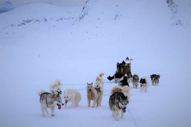 Dog Sled Express | Tasiilaq | East Greenland - Image 9