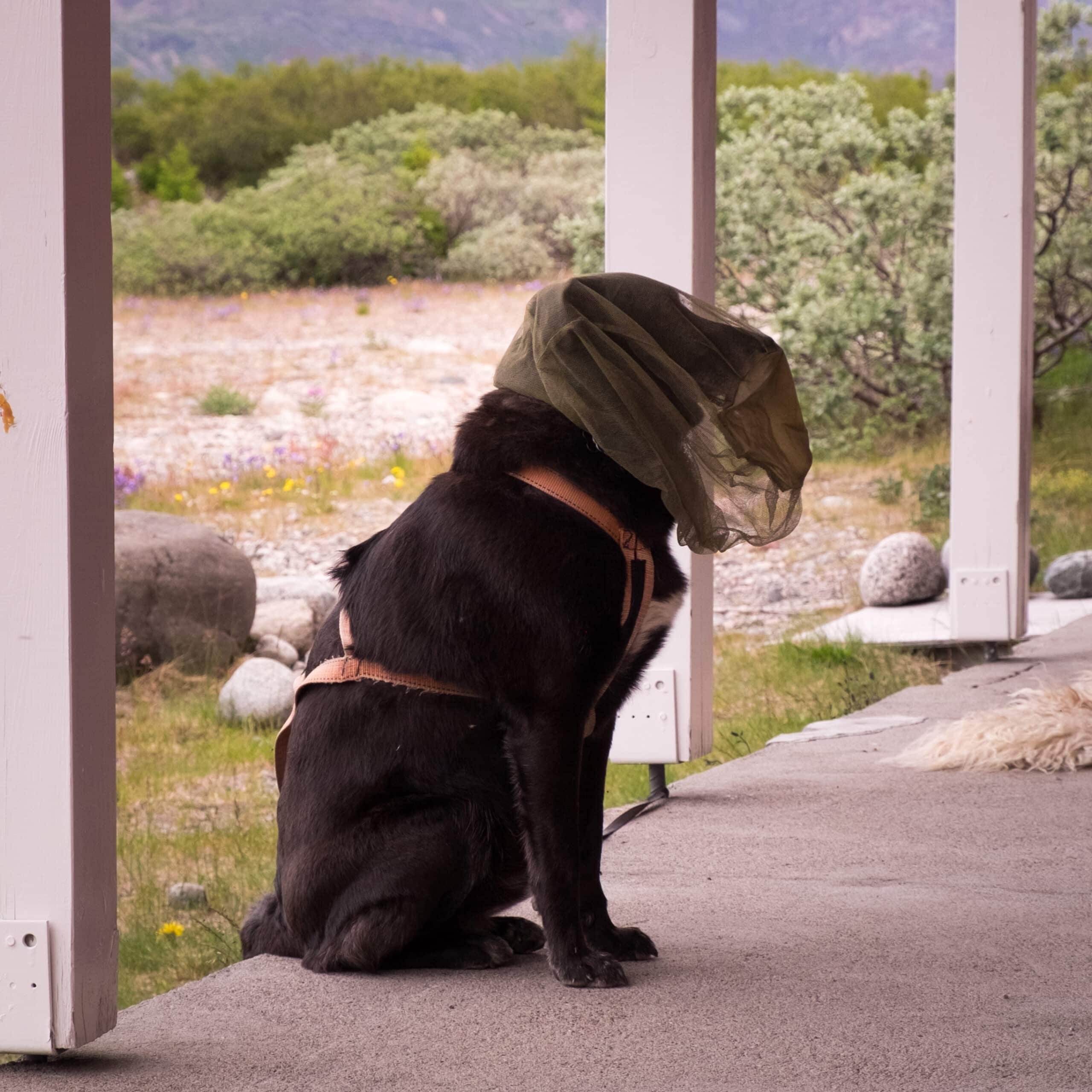 Mosquito net outlet for dogs