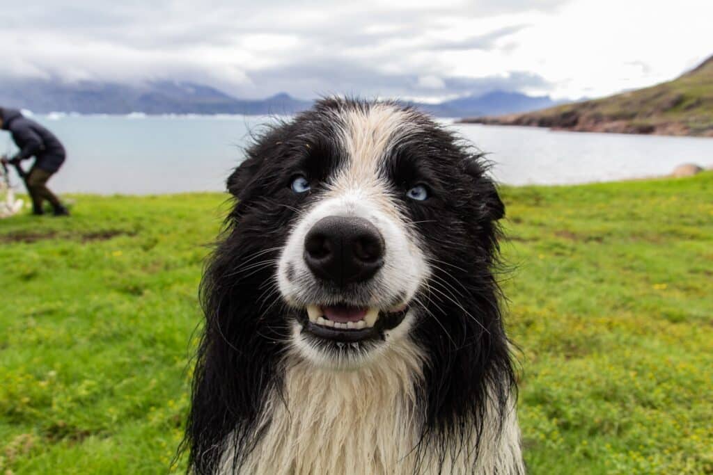 Cute dog with blue eyes smiling for the camera