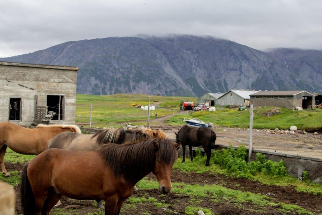 Horses in Inneruulalik