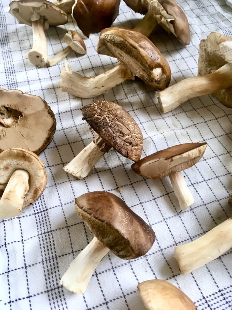 Mushrooms on a tea towel