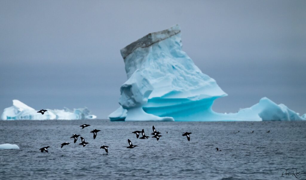 Greenland - A Nature Paradise for Photo Enthusiasts | Guide to Greenland