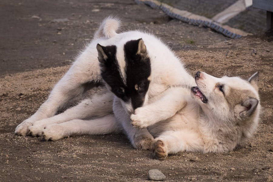 are greenland dogs recognized by the akc