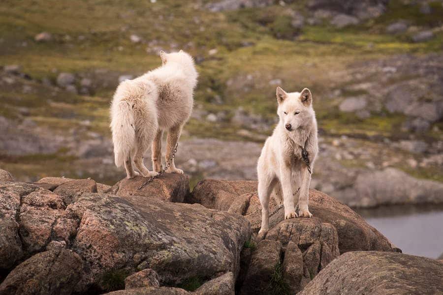 are there puppies in greenland