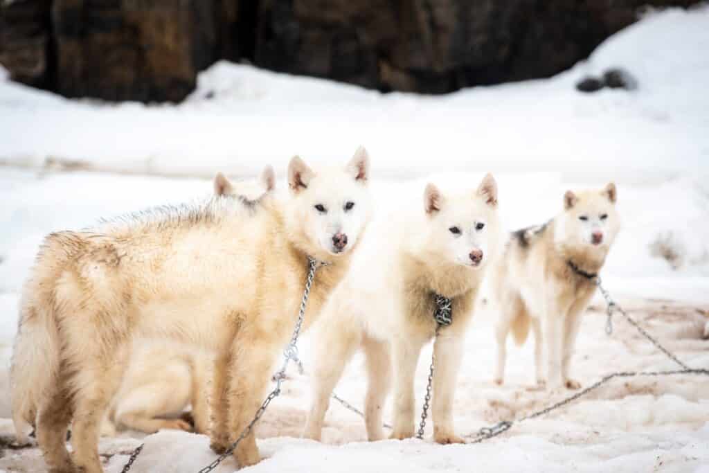 where do sled dogs live