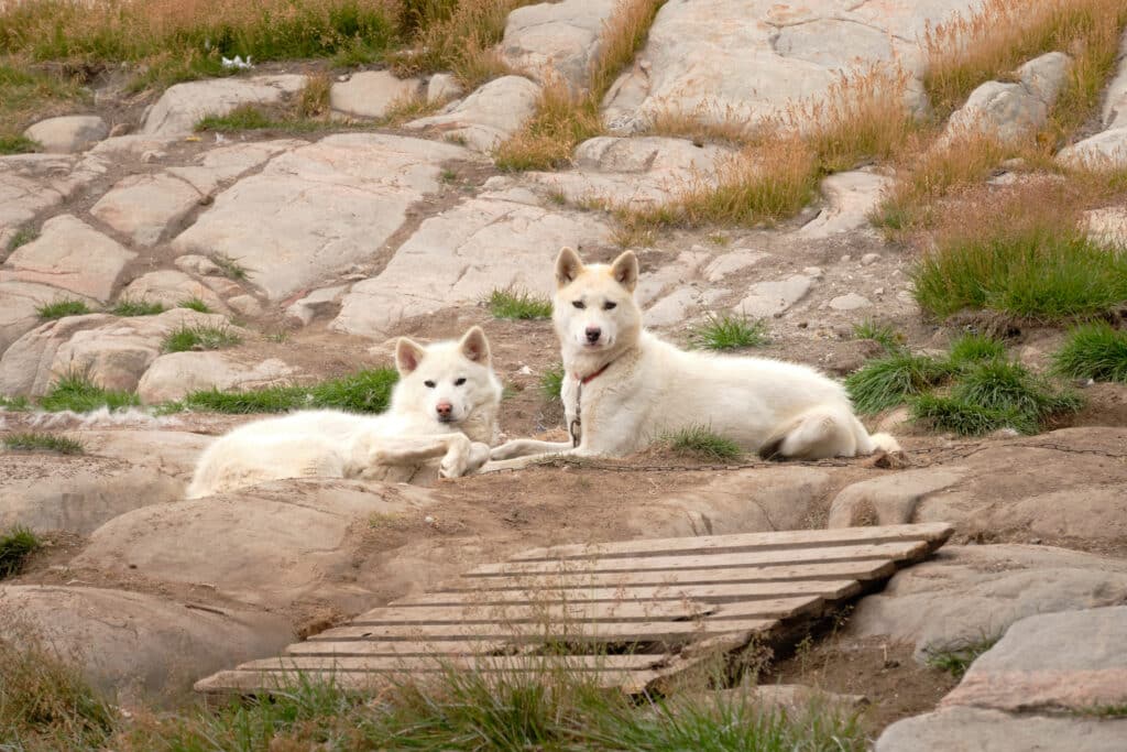 Sled dogs taking a break before getting back to work