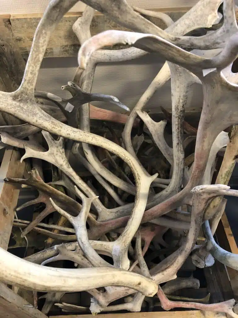 Reindeer antlers