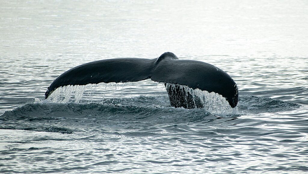 Humpback whales in Greenland • Read about it here | Guide to Greenland