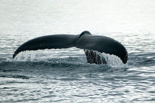 Sea Safari | Sisimiut | North Greenland