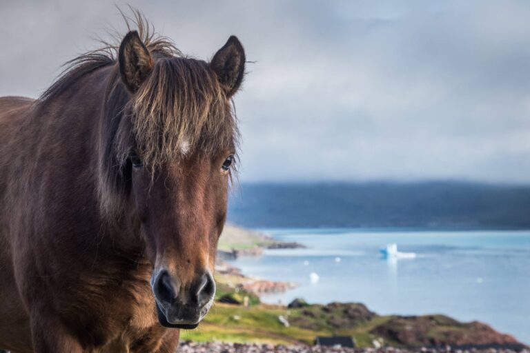 Hourse in Qassiarsuk, Brattahlid, South Greenland in summer