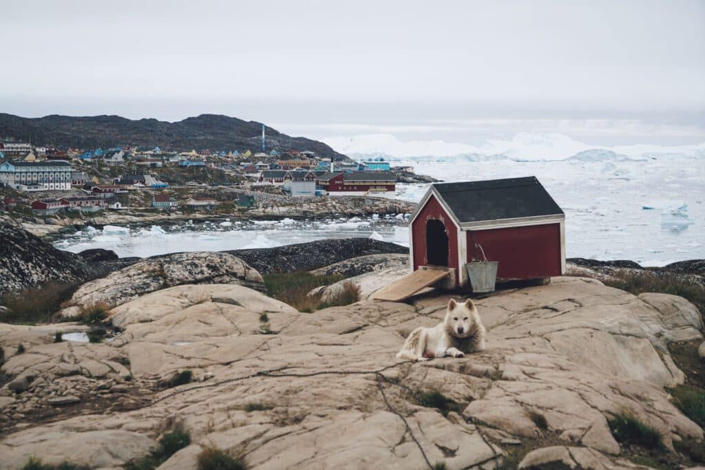A sled dog guarding its red wooden house