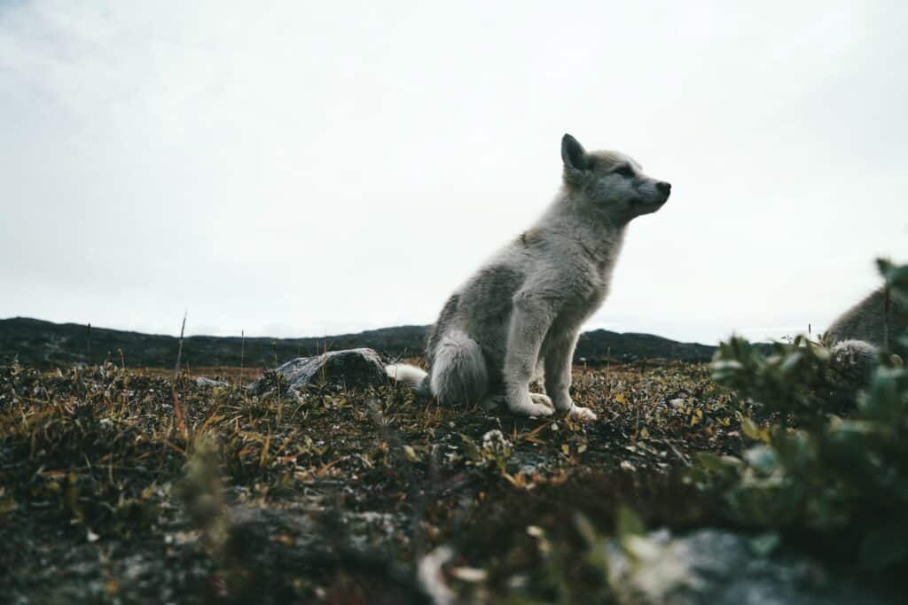 A young sled dog looking cute