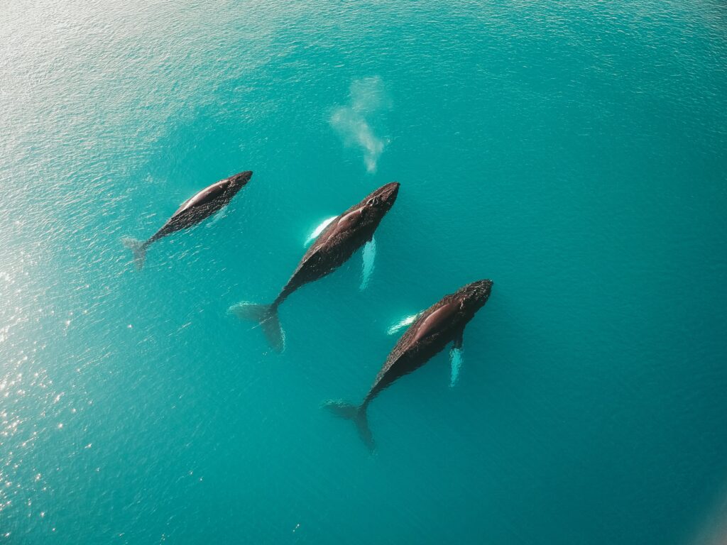 Three humpback whales swimming next to each other in the blue water