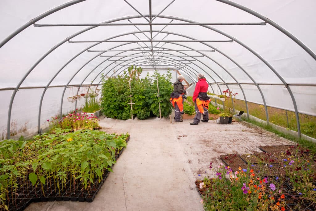 Greenhouses at Upernaviarsuk agricultural Research Station