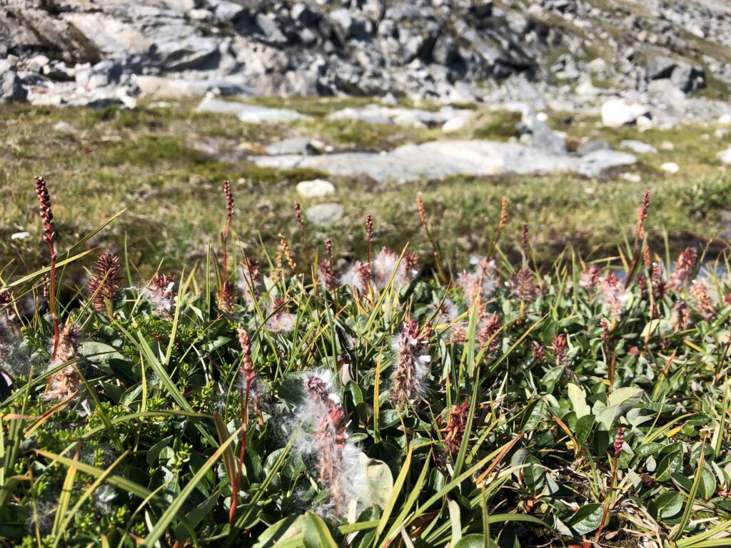 Flowers growing near Lille Malene