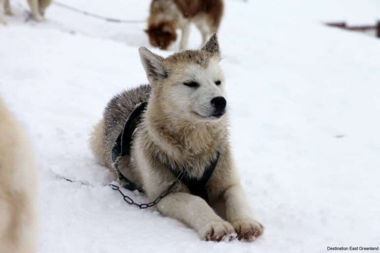 Multi-day Dogsledding from Tasiilaq | East Greenland - Image 10