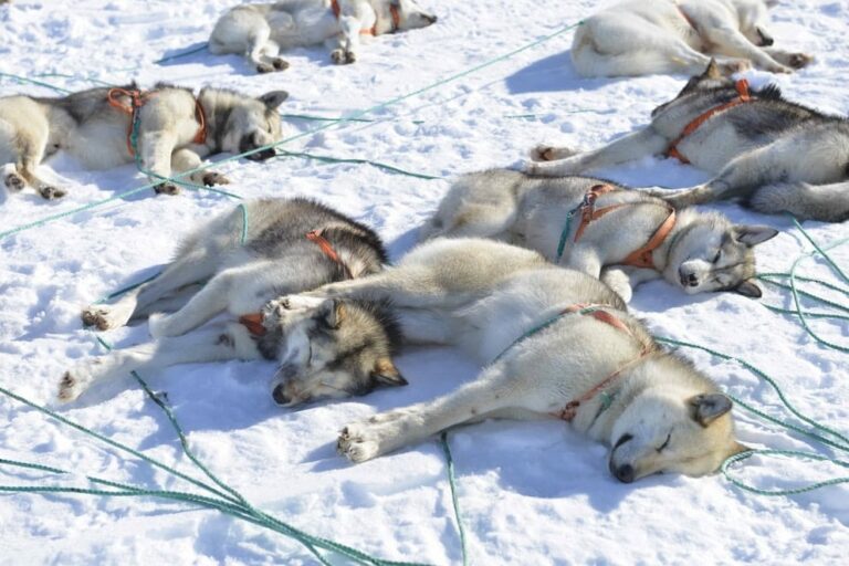 Multi-day Dogsledding from Tasiilaq | East Greenland - Image 19