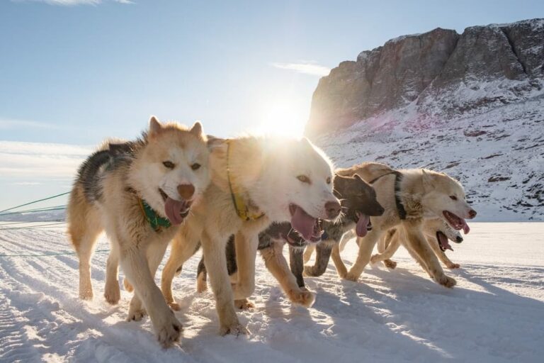 Multi-day Dogsledding from Tasiilaq | East Greenland - Image 2