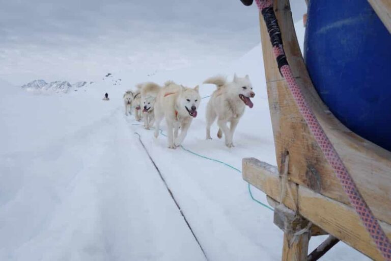 Multi-day Dogsledding from Tasiilaq | East Greenland - Image 21