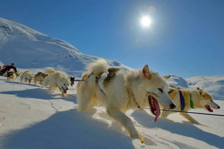 Multi-day Dogsledding from Tasiilaq | East Greenland - Image 22