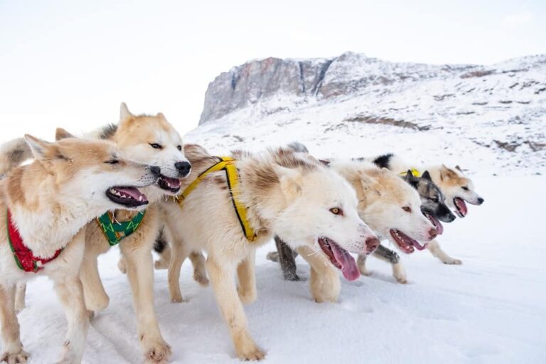 Multi-day Dogsledding from Tasiilaq | East Greenland - Image 12