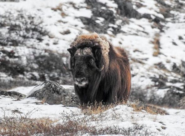 A lonely musk ox in the wild