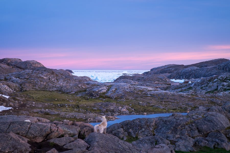 Un perro de trineo groenlandés observa la puesta de sol conmigo en Kulusuk, Groenlandia Oriental