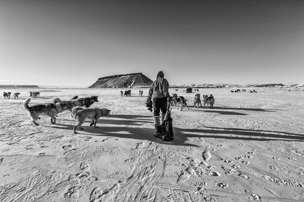Hunter bringing the seal carcas for the sled dogs to eat