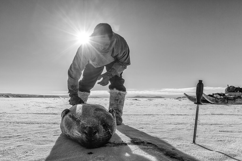 Hunter cutting up his prey, a seal