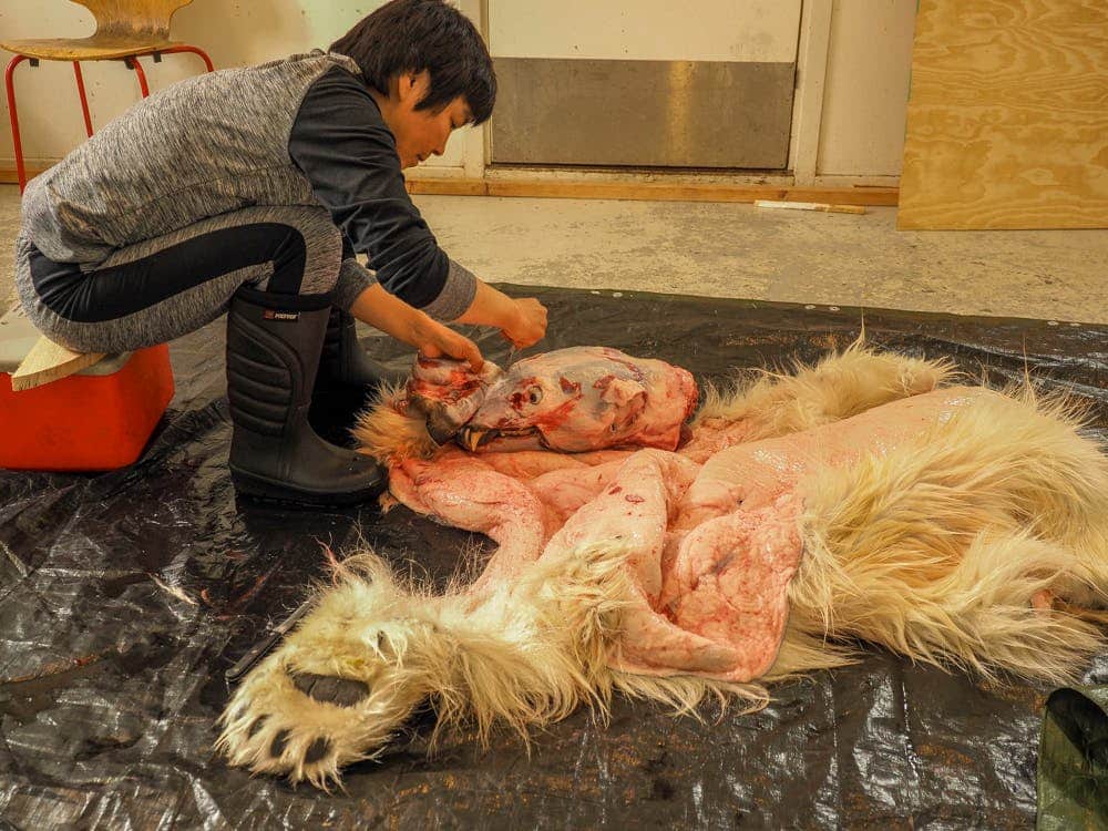 Woman peeling fur off a polar bear