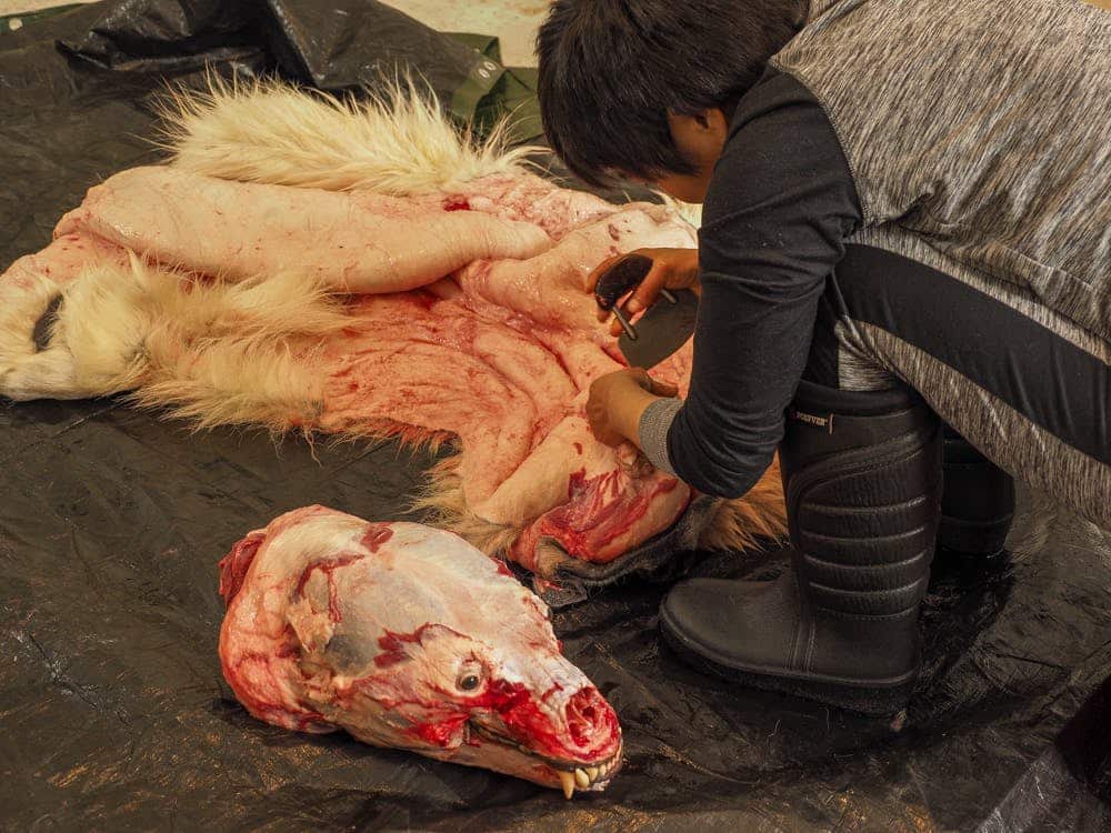 Head of a dead polar bear