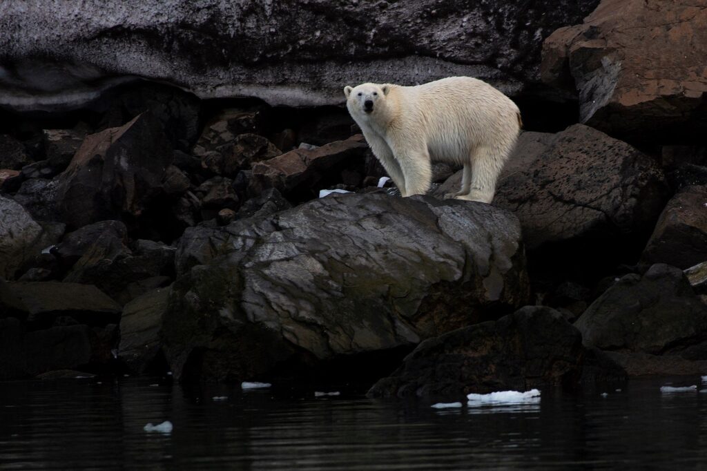 Polar bear