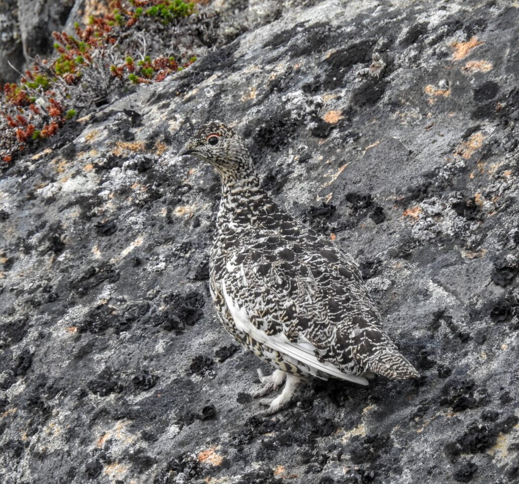 A camouflage bird
