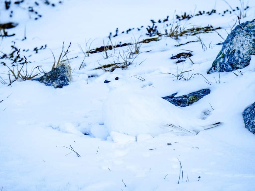 Cute bird covered in snow hiding